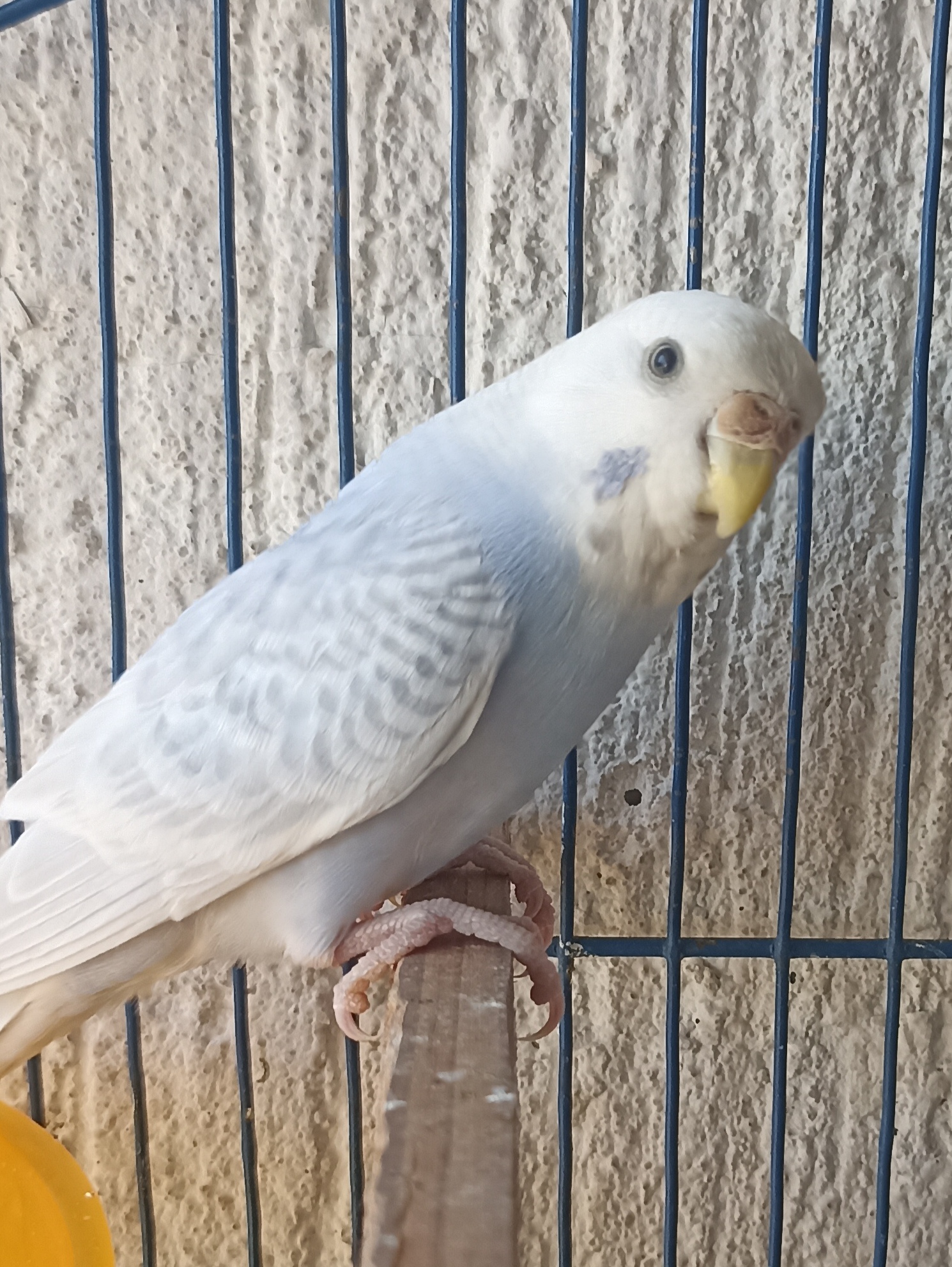 Azul Opalina Diluida